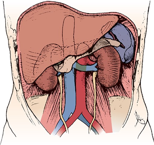 Sečevod prečka arterije približno v višini razcepišča kupne iliakalne arterije, ki se deli na notranjo in zunanjo iliakalno arterijo.