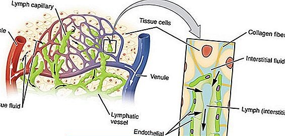 Limfatični sistem vpliva na tok tekočine bogate s proteini nazaj v primarni krvni obtok.